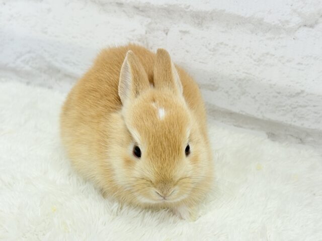 おでこにちょこんっ💫トレードマーク入り🐰🧡ミニウサギ(オレンジ) 男の子 ミニウサギ