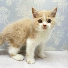 まんまるおめめ👀ブリティッシュショートヘアー(クリーム＆ホワイト)🍨🍼男の子💙2025年10月17日生まれ