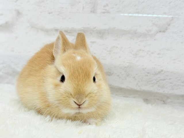 おでこにちょこんっ💫トレードマーク入り🐰🧡ミニウサギ(オレンジ) 男の子 ミニウサギ
