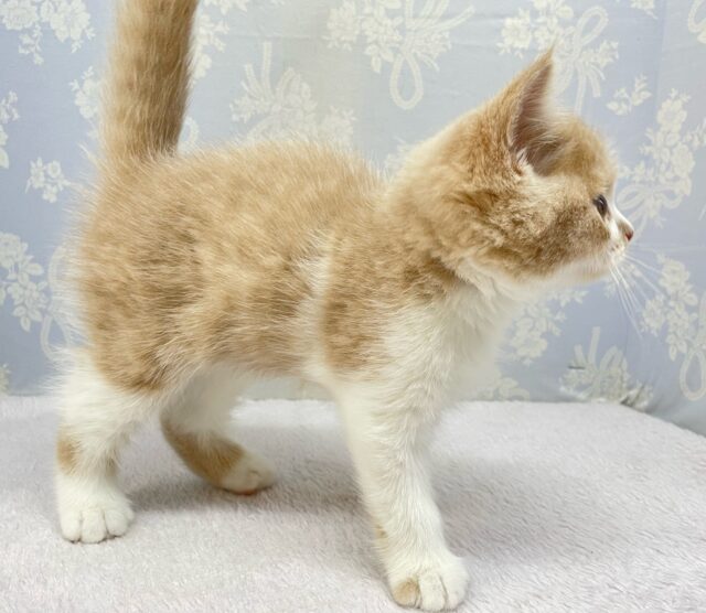 まんまるおめめ👀ブリティッシュショートヘアー(クリーム&ホワイト)🍨🍼男の子💙2025年10月17日生まれ ブリティッシュショートヘア