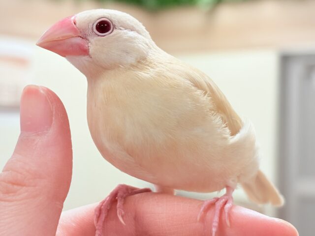 シナモン文鳥