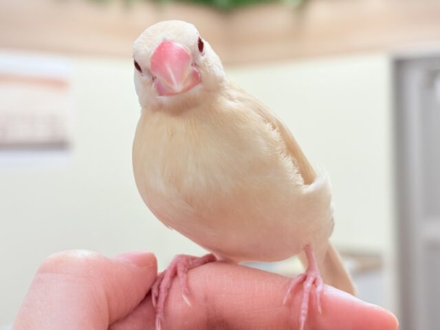 シナモン文鳥