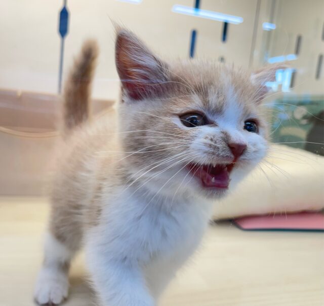 まんまるおめめ👀ブリティッシュショートヘアー(クリーム&ホワイト)🍨🍼男の子💙2025年10月17日生まれ ブリティッシュショートヘア