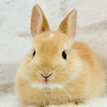 おでこにちょこんっ💫トレードマーク入り🐰🧡ミニウサギ(オレンジ) 男の子