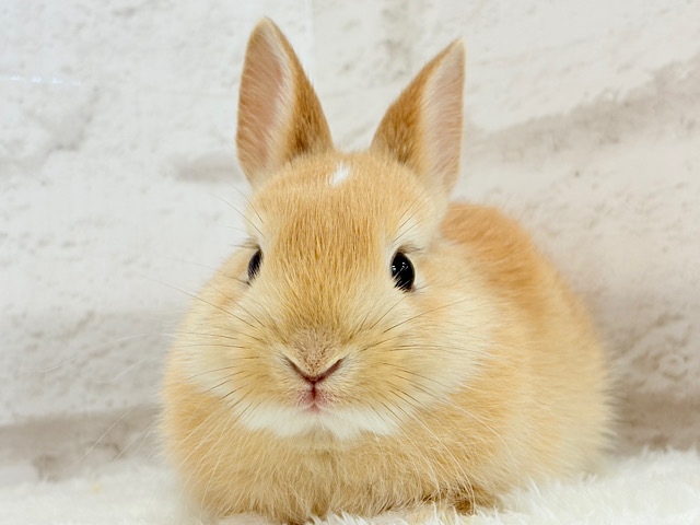 おでこにちょこんっ💫トレードマーク入り🐰🧡ミニウサギ(オレンジ) 男の子 おでこにちょこんっ💫トレードマーク入り🐰🧡ミニウサギ(オレンジ) 男の子