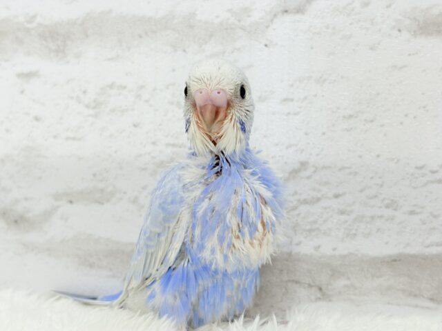 可愛いのその先には何があるの〜!?🫧セキセイインコ(スパングル) ヒナ セキセイインコ