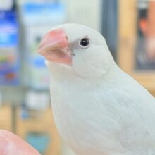【最新画像】元気いっぱい構ってアピール✨シルバー文鳥ちゃん❣️