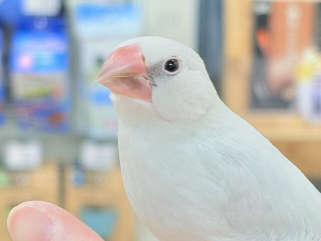 【最新画像】元気いっぱい構ってアピール✨シルバー文鳥ちゃん❣️