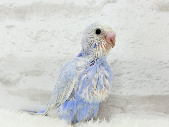 可愛いのその先には何があるの〜!?🫧セキセイインコ(スパングル) ヒナ セキセイインコ