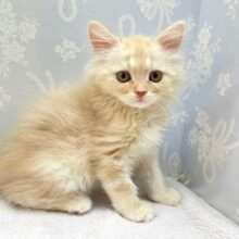 ✨美形男子✨ラガマフィン(クリームタビー)🍨男の子💙2025年10月10日生まれ