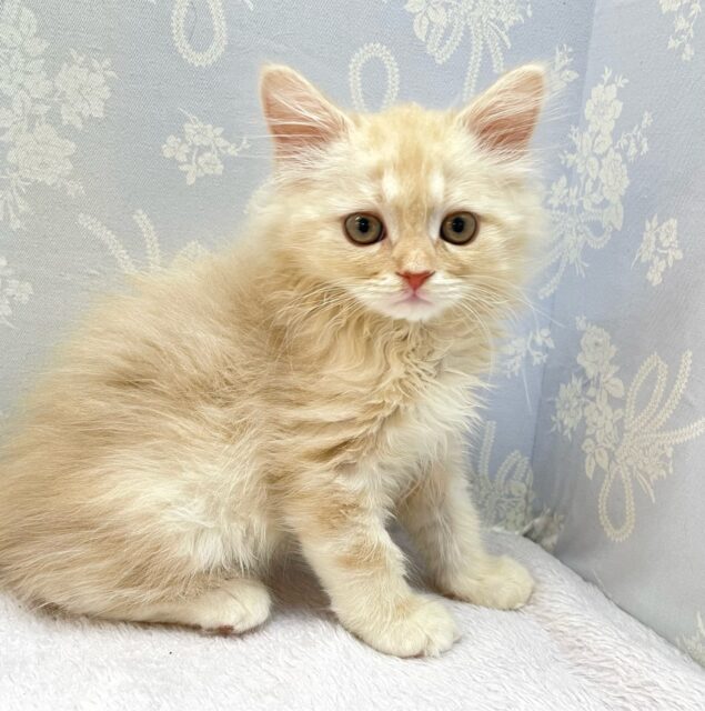 ✨美形男子✨ラガマフィン(クリームタビー)🍨男の子💙2025年10月10日生まれ ラガマフィン