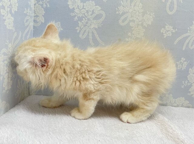 ✨美形男子✨ラガマフィン(クリームタビー)🍨男の子💙2025年10月10日生まれ ラガマフィン