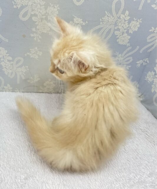 ✨美形男子✨ラガマフィン(クリームタビー)🍨男の子💙2025年10月10日生まれ ラガマフィン