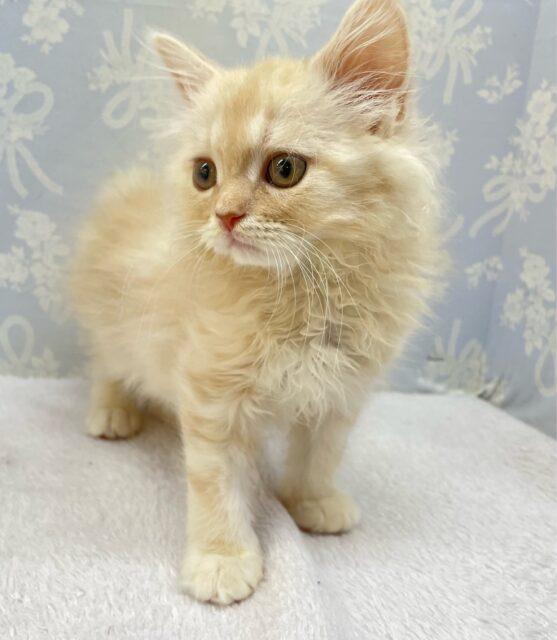 ✨美形男子✨ラガマフィン(クリームタビー)🍨男の子💙2025年10月10日生まれ ラガマフィン