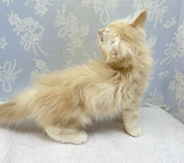 ✨美形男子✨ラガマフィン(クリームタビー)🍨男の子💙2025年10月10日生まれ ラガマフィン