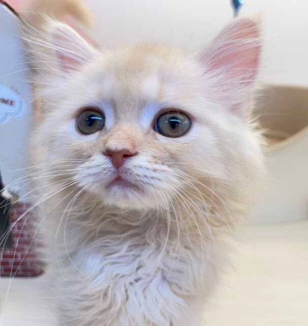 ✨美形男子✨ラガマフィン(クリームタビー)🍨男の子💙2025年10月10日生まれ ラガマフィン