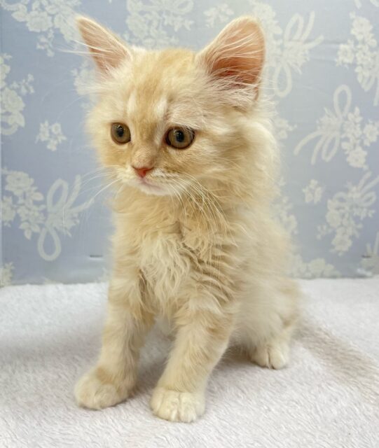 ✨美形男子✨ラガマフィン(クリームタビー)🍨男の子💙2025年10月10日生まれ ラガマフィン