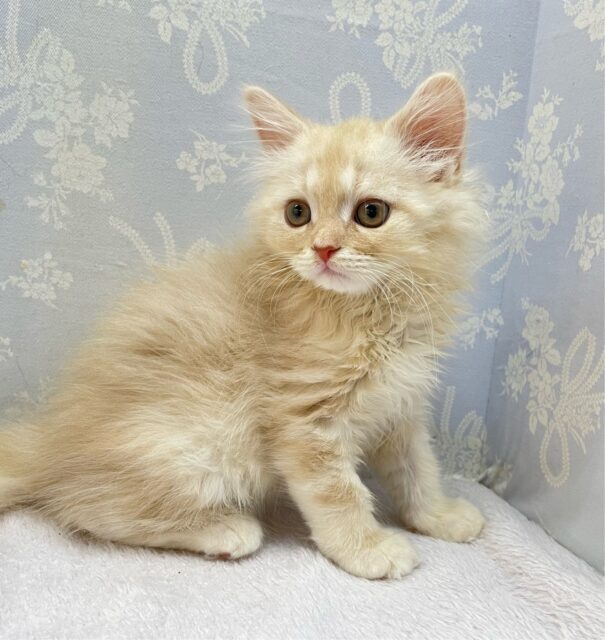 ✨美形男子✨ラガマフィン(クリームタビー)🍨男の子💙2025年10月10日生まれ ラガマフィン