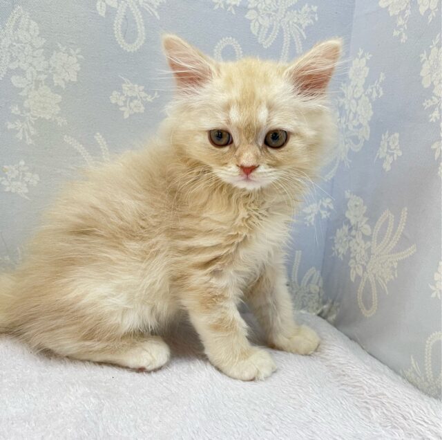 ✨美形男子✨ラガマフィン(クリームタビー)🍨男の子💙2025年10月10日生まれ ラガマフィン