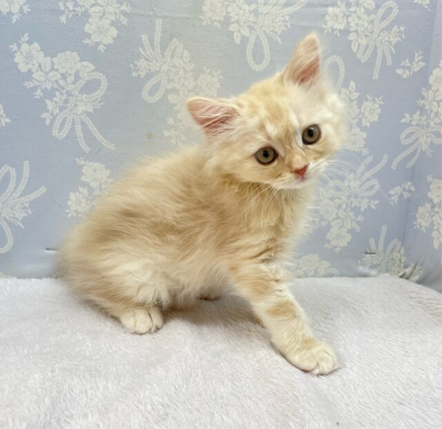 ✨美形男子✨ラガマフィン(クリームタビー)🍨男の子💙2025年10月10日生まれ ラガマフィン