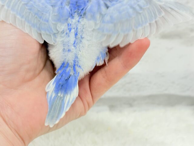 可愛いのその先には何があるの〜!?🫧セキセイインコ(スパングル) ヒナ セキセイインコ