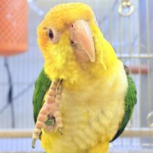 【最新画像】元気いっぱい成長中💛💚シロハラインコ（女の子）