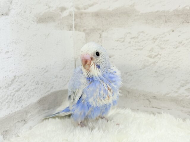 可愛いのその先には何があるの〜!?🫧セキセイインコ(スパングル) ヒナ セキセイインコ