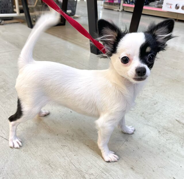 チワマル（マルチワ）