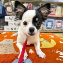 💖おてんばGIRL💖ハーフ犬(チワワ✖️マルチーズ)(ホワイト＆ブラック)🐄女の子💕‪2025年7月12日生まれ