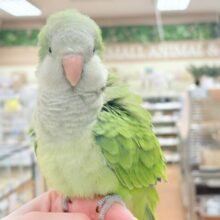 【最新画像】カキカキ時のうっとり顔がたまりません💚オキナインコ（ノーマル）