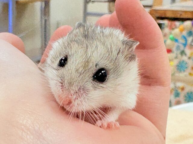 まだちびすけだけど大きくなるよ‼️チャイニーズハムスター❣️ チャイニーズハムスター