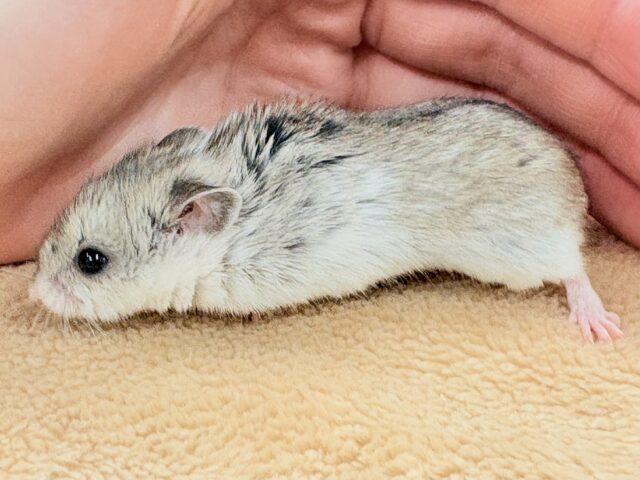 まだちびすけだけど大きくなるよ‼️チャイニーズハムスター❣️ チャイニーズハムスター