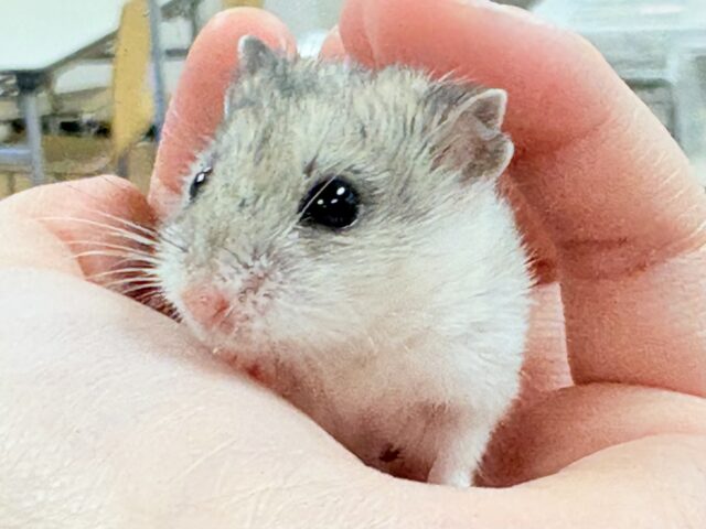 まだちびすけだけど大きくなるよ‼️チャイニーズハムスター❣️ チャイニーズハムスター