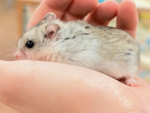 まだちびすけだけど大きくなるよ‼️チャイニーズハムスター❣️ チャイニーズハムスター