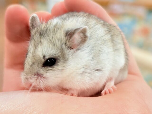 まだちびすけだけど大きくなるよ‼️チャイニーズハムスター❣️ チャイニーズハムスター