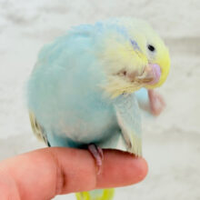 表情豊か♬甘々ちゃんはすぐそこ𖤐  ̖́-‬セキセイインコ(パステルレインボー) ヒナ