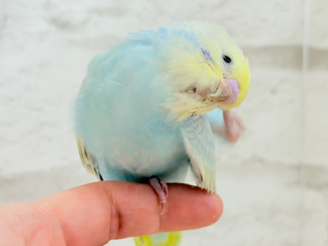 表情豊か♬甘々ちゃんはすぐそこ𖤐 ̖́-‬セキセイインコ(パステルレインボー) ヒナ
