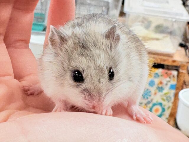 まだちびすけだけど大きくなるよ‼️チャイニーズハムスター❣️ チャイニーズハムスター