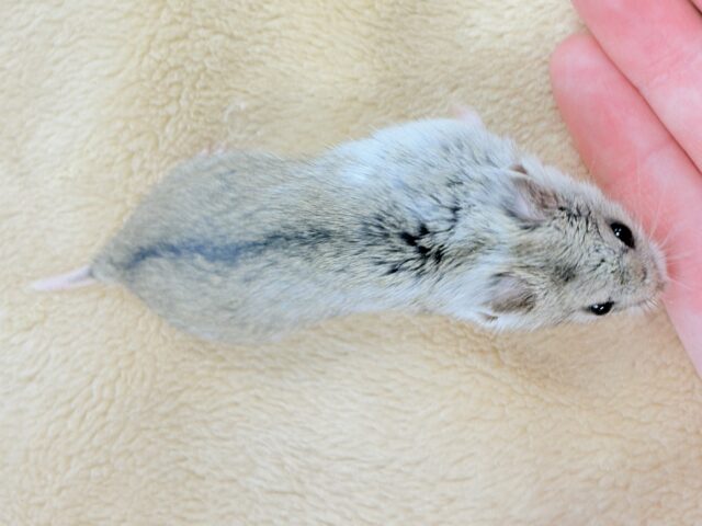 まだちびすけだけど大きくなるよ‼️チャイニーズハムスター❣️ チャイニーズハムスター