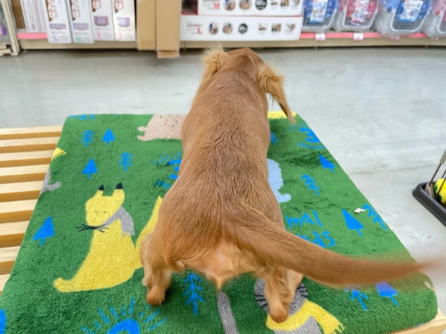 愛嬌たっぷり(* ˊ꒳ˋ*)ミニチュアダックス(レッド)❤️🔥女の子🩷2025年8月22日生まれ ミニチュアダックス