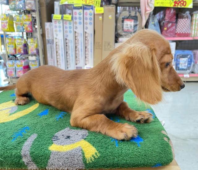 愛嬌たっぷり(* ˊ꒳ˋ*)ミニチュアダックス(レッド)❤️🔥女の子🩷2025年8月22日生まれ ミニチュアダックス