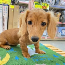 愛嬌たっぷり(*  ˊ꒳ˋ*)ミニチュアダックス(レッド)❤️‍🔥女の子🩷2025年8月22日生まれ