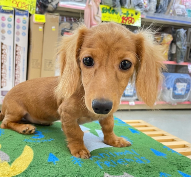 愛嬌たっぷり(* ˊ꒳ˋ*)ミニチュアダックス(レッド)❤️🔥女の子🩷2025年8月22日生まれ ミニチュアダックス