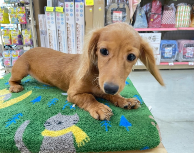 愛嬌たっぷり(* ˊ꒳ˋ*)ミニチュアダックス(レッド)❤️🔥女の子🩷2025年8月22日生まれ ミニチュアダックス