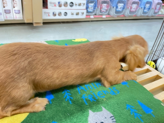 愛嬌たっぷり(* ˊ꒳ˋ*)ミニチュアダックス(レッド)❤️🔥女の子🩷2025年8月22日生まれ ミニチュアダックス