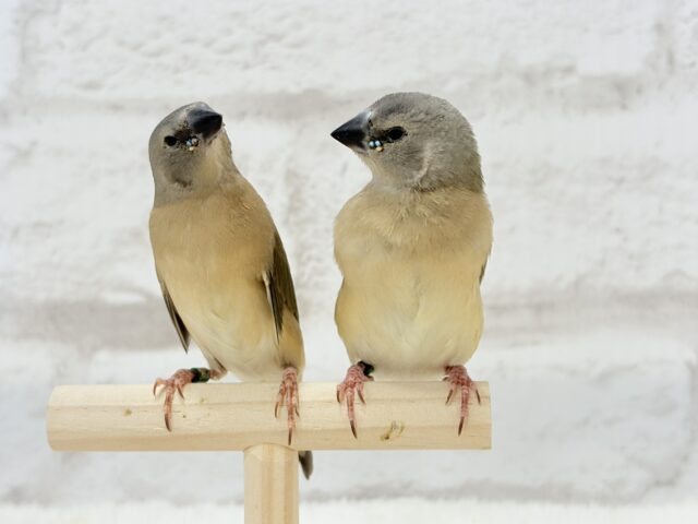 口元のキラメキはダイヤモンド〜💎.*コキンチョウ(ノーマル) ヒナ コキンチョウ
