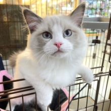 まん丸なお顔💖ラグドール(ブルーポイントバイカラー)💙男の子💙2025年7月24日生まれ