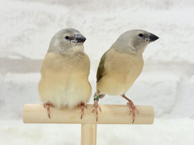 口元のキラメキはダイヤモンド〜💎.*コキンチョウ(ノーマル) ヒナ コキンチョウ