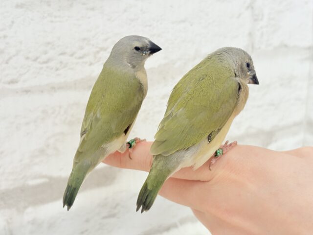 口元のキラメキはダイヤモンド〜💎.*コキンチョウ(ノーマル) ヒナ コキンチョウ