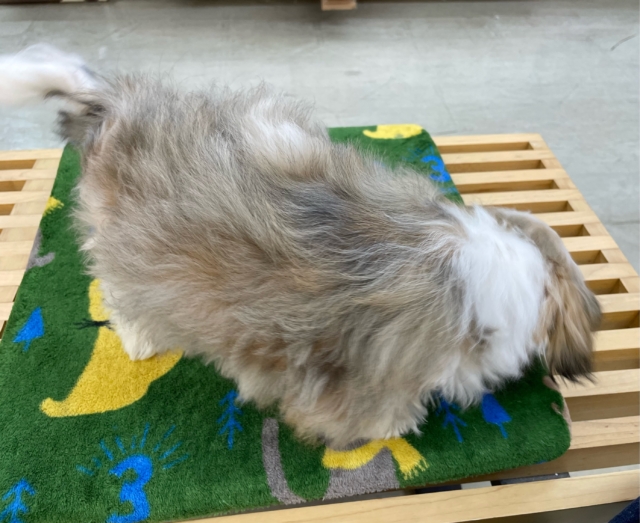 ぶちゃかわ💖シーズー(ホワイト&ゴールド)🤍🥇男の子💙2025年8月30日生まれ シーズー